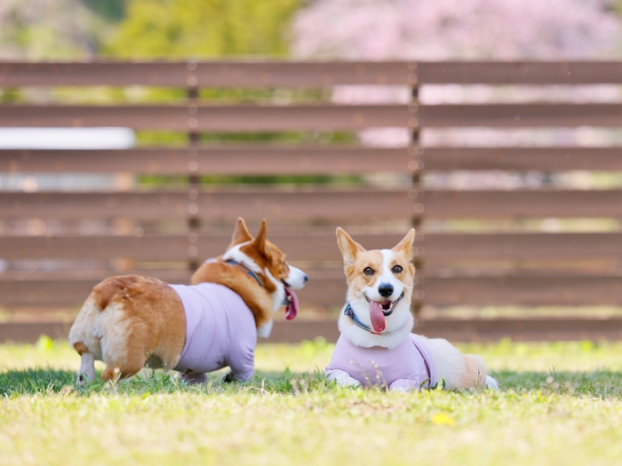 雄大な自然の中で「贅沢ステイ」