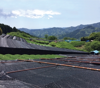 ＜被覆栽培の茶畑＞