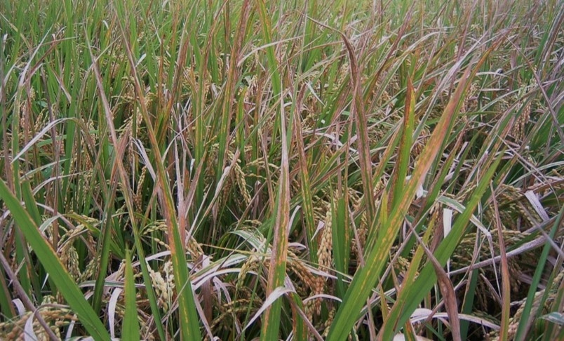 イネが病原菌の感染力の源を検出して免疫を誘導する仕組みを解明 病気に強い植物の開発に期待