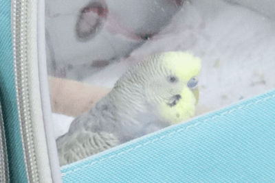 セキセイインコの「ルイス」