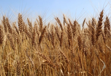 【新麦「Premium T」解禁！】今年収穫した熊本の小麦が解禁されました！