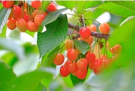 Vk7c5XAgvzAkcPR5mRv0.jpg?w=940&h=940