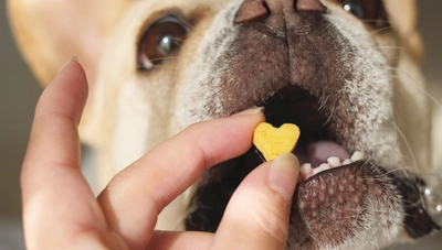 【初出店】“犬と人のギフトおやつ”〈iico〉がバーニーズ　ニューヨーク横浜店にて期間限定ストアをオープン