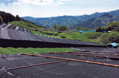 被覆栽培の様子