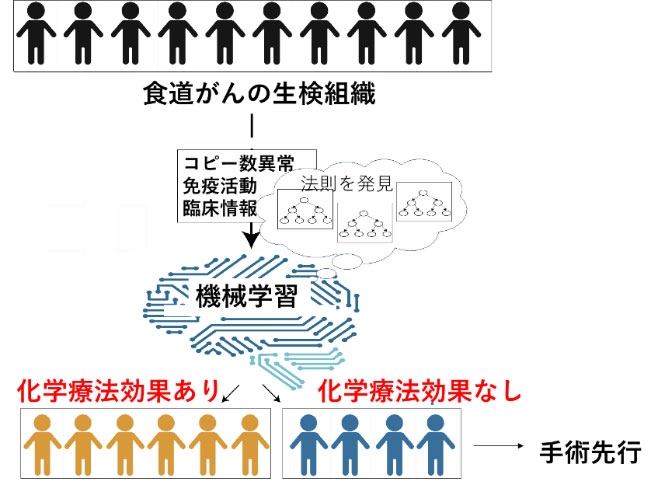 ゲノムとAIにより食道がんの術前化学療法の効果を予測 -ゲノムと免疫情報を基にした精密医療に期待-