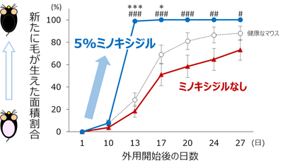 図2　休止期脱毛症の病態を模倣したマウスにおけるミノキシジルの毛成長促進効果