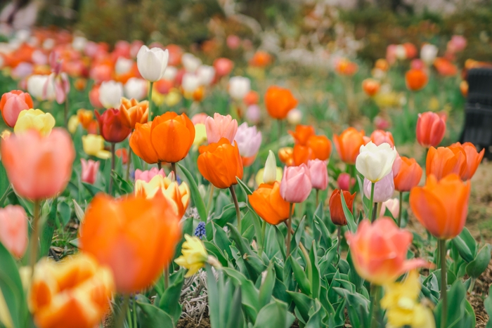 満開時のチューリップの様子(4月上旬)