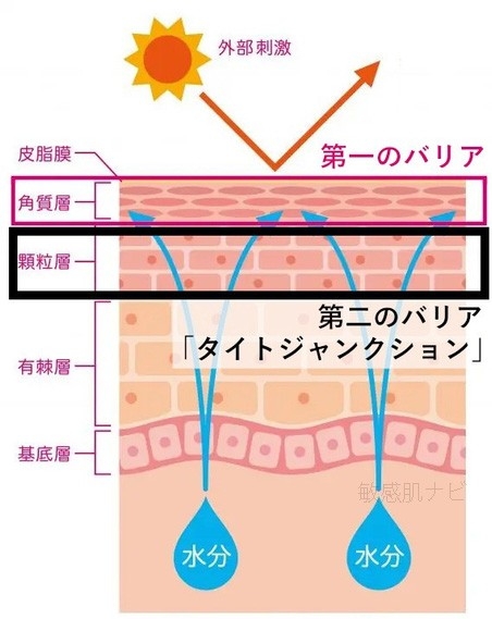 お肌の第二のバリア