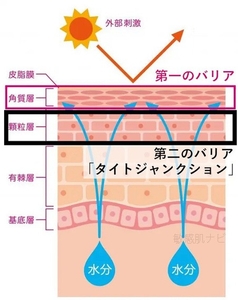 お肌の第二のバリア