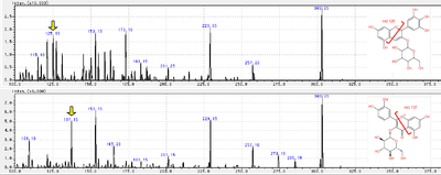 図2．アントシアニン（上：delphinidin-3-glucoside）とフラボノール（下：quercetin 3-glucoside）のMS/MSスペクトル。黄矢印で示すプロダクトイオンが、各化合物に特異的に検出された。