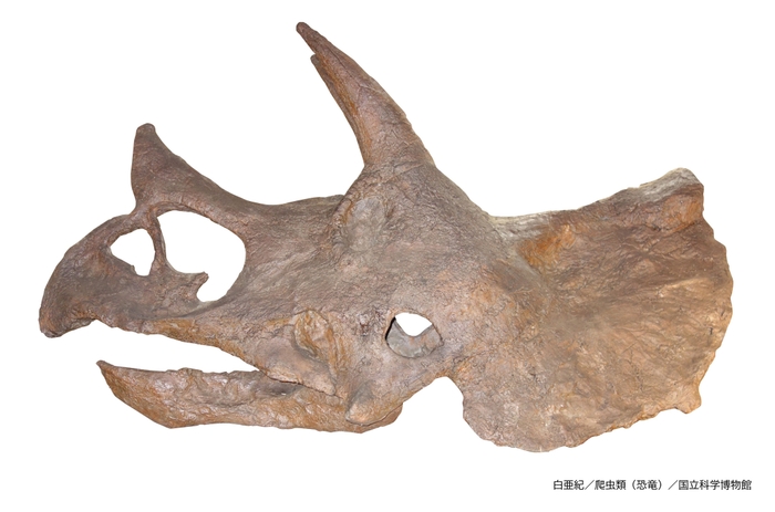 トリケラトプス(レプリカ)