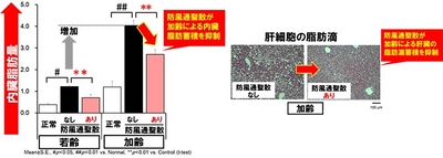 図1：内臓脂肪蓄積の抑制（左）、図2：肝臓の異所性脂肪蓄積の抑制（右）