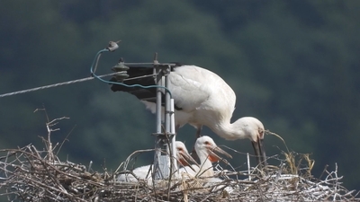 コウノトリとヒナ