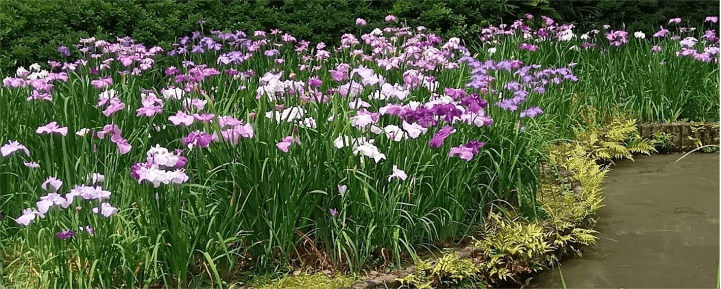 【清澄庭園】花菖蒲と遊ぶ ５月23日（土）～６月14日（日）開催！