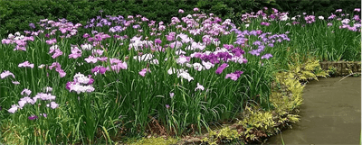 花菖蒲田 (昨年の様子）