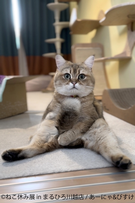 展示作品:あーにゃ&びすけ