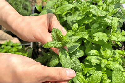 WWKTpPTmcXzTxmPfUxTL.png?w=940&h=940