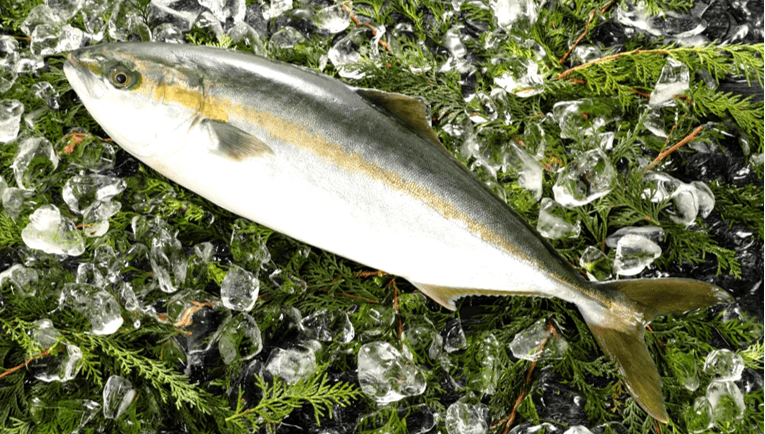 「ブリ」のうまみと「ヒラマサ」の歯ごたえ 近大生まれのハイブリッド種「ブリヒラ」 2022年度初出荷分8/1(月)よりベイシア全店舗で販売開始