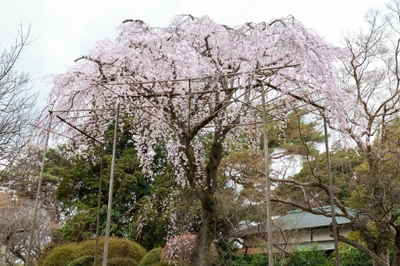 シダレザクラは満開です