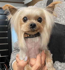 Wa8795azQXlnvzdN9s9o.png?w=940&h=940