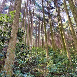 Wfek91rELOSIiemnkSBz.jpg?w=940&h=940