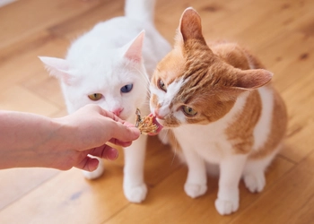 生産者×食品加工会社×ペピイの共同開発。猫専用の小容量パック「PEPPY LIFE猫おやつ」新登場