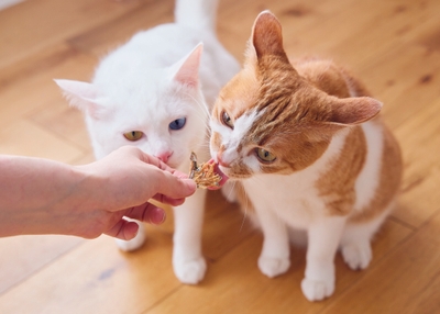 WjZOV25eEvoDe31QDfHH.jpg?w=940&h=940