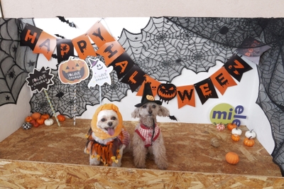 WkpCJvaKWwni2ASehpDm.jpg?w=940&h=940