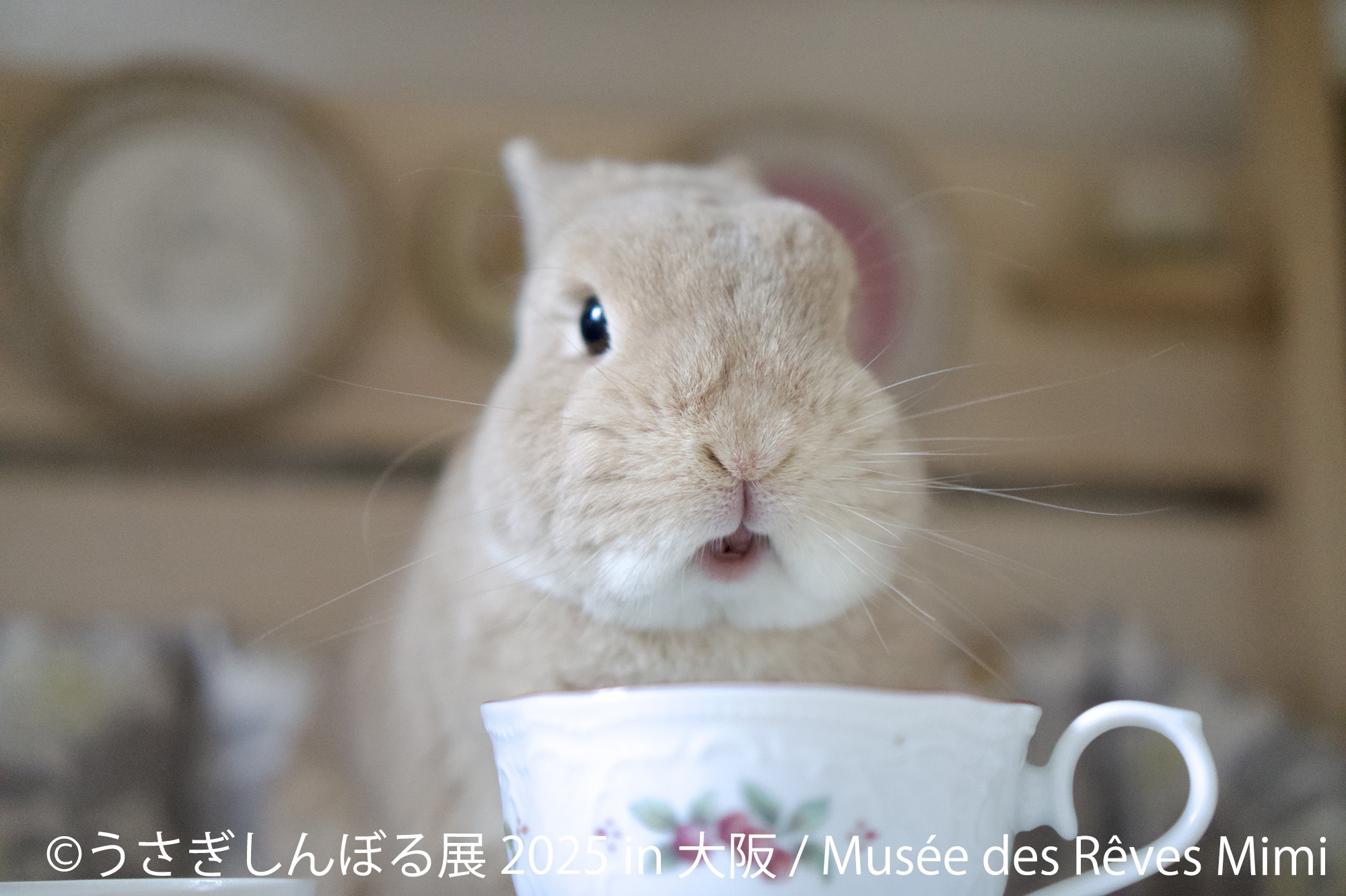 うさぎしんぼる 展示作品4