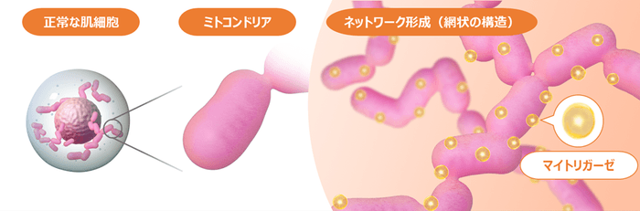 図1 ミトコンドリアのネットワーク(イメージ)