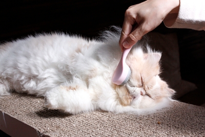 WqMN3zguKwF2of3qRH3f.jpg?w=940&h=940