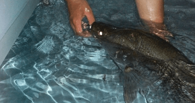 WqfnIvg6LgRNfSFaOkHo.png?w=940&h=940