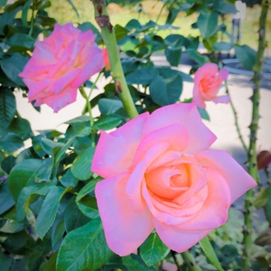 Wrn6LGpPSZfmE9LpoqZq.jpg?w=940&h=940