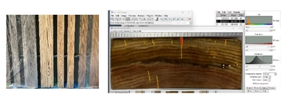 木造建築の退色・ひび割れに効果的な手法を、 工学院大学が12月9日から東京ビッグサイトで紹介