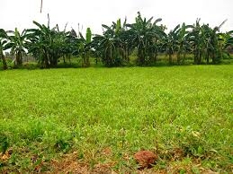 飼料 市場規模、シェアおよび予測、レポート 2024 ～ 2032 年