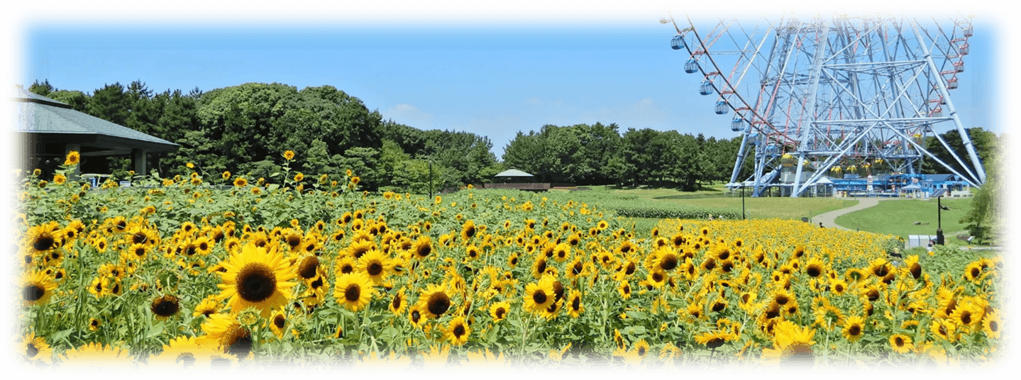 ひまわり畑の様子(2022年8月撮影)