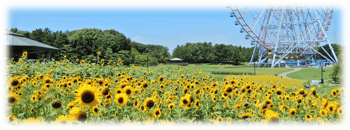 ひまわり畑の様子(2022年8月撮影)