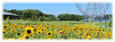 ひまわり畑の様子（2022年8月撮影）