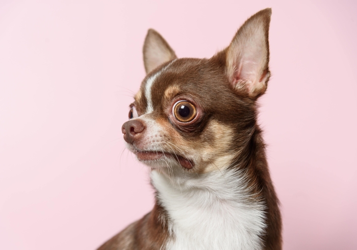 2回目の手術の補償は1回目にした手術と異なった原因に限られている(更新関係なく)