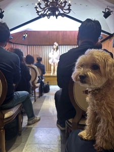 愛犬と楽しむ音楽イベント「わんわんサウンドシエスタ Vol.2」 　好評につき6月15日(日)『霞町音楽堂』(東京・麻布)で開催！