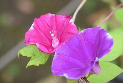 変化朝顔（昨年の様子）