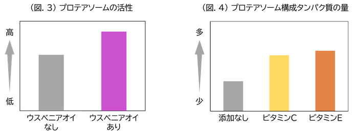 (図.3)プロテアソームの活性／(図.4)プロテアソーム構成タンパク質の量