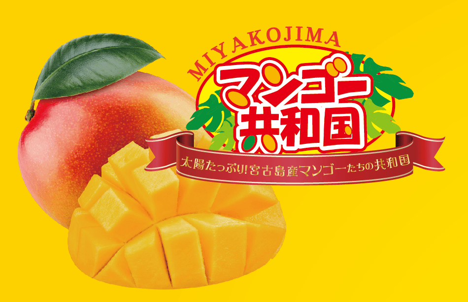 宮古島にマンゴーの季節到来！年に一度現れる幻の「マンゴー共和国」とは？！