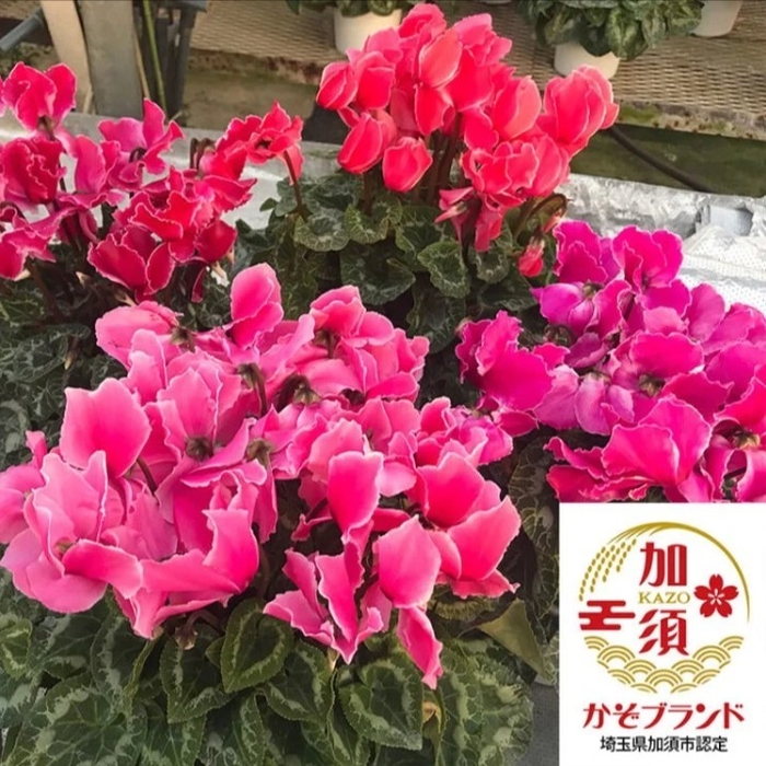 【国消国産】埼玉県産シクラメン 5号鉢