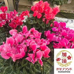 【国消国産】埼玉県産シクラメン　５号鉢