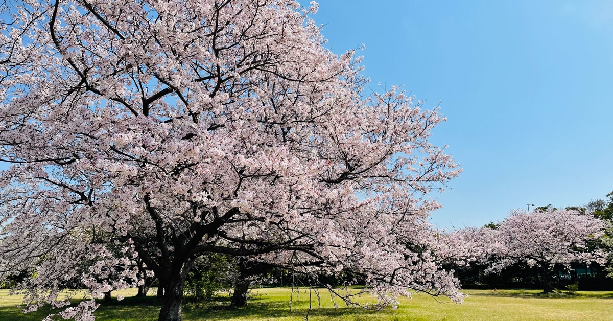 子どもたちが植える、未来への桜。20年後の自分へ届けるタイムカプセル