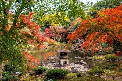 心字池周辺の紅葉