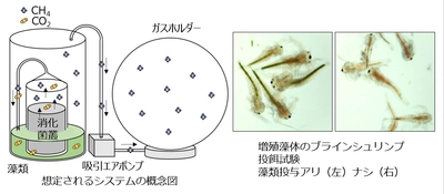 下水汚泥・生物系廃棄物からバイオガスと飼料バイオマスを 同時生産する資源循環技術、8月21日・22日に大学見本市で公開