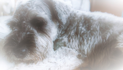 XM552WTxq7ZpSX8NV1Ol.jpeg?w=940&h=940