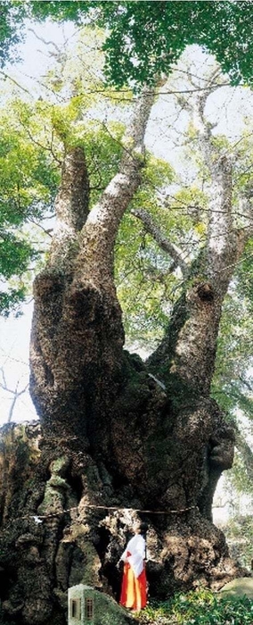 來宮神社 ご神木「大楠」